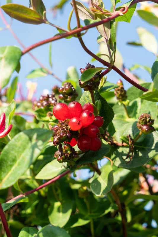 Lonicera periclymenum 'Serotina' – Duftende Kletterpflanze Ø15cm