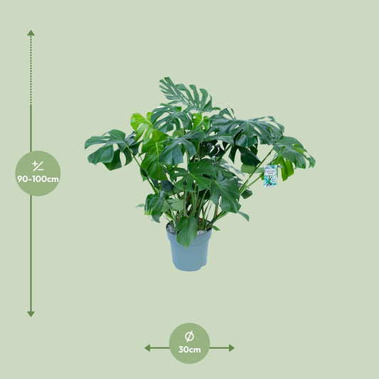 Monstera Deliciosa – Stilvolle & Pflegeleichte Zimmerpflanze Ø30cm