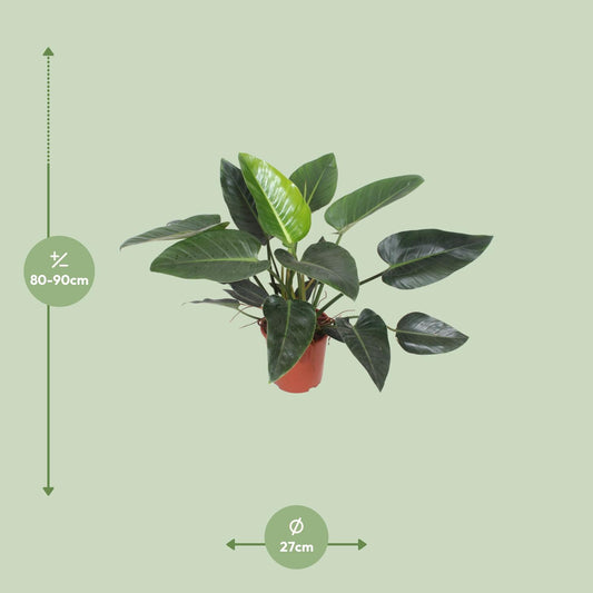 Philodendron Congo Green – Stilvolle & Pflegeleichte Zimmerpflanze Ø27cm
