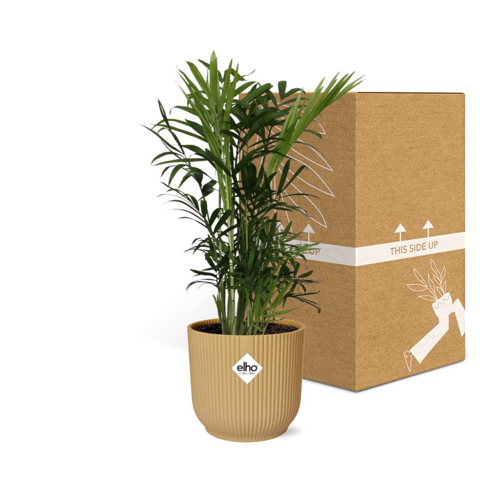 Chamaedorea Elegans Zwergbergpalme im ELHO Vibes Fold Topf 14cm Gelb