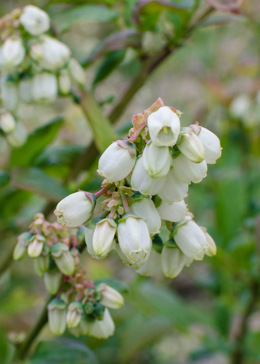 5x Vaccinium corymbosum 'Brigitta Blue' – Bio-Blaubeeren Ø13cm