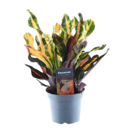 Codiaeum variegatum 'Mammi' – farbenfrohe Zimmerpflanze 30 cm