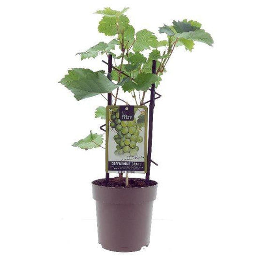 Vitis Muskaat de Alexandrie - Weinrebe Ø15cm, Höhe 40cm
