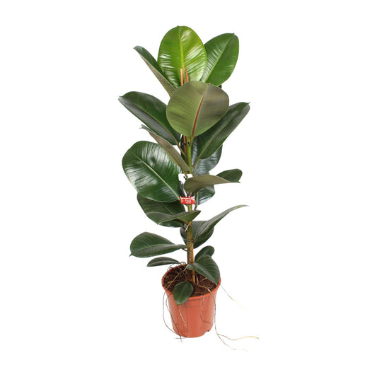 Ficus Elastica Robusta – Pflegeleichter Zimmerbaum Ø21 cm