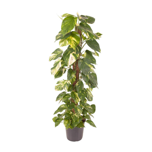 Epipremnum Pinnatum – Goldene Efeutute Ø24cm, 120cm hoch