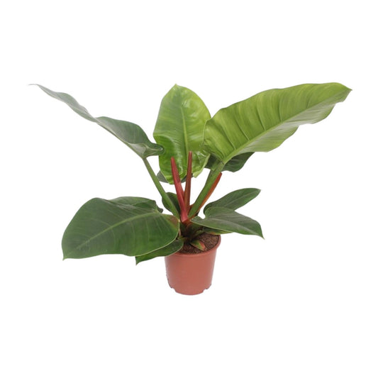 Philodendron Imperial Green – Pflegeleichte Zimmerpflanze Ø17cm
