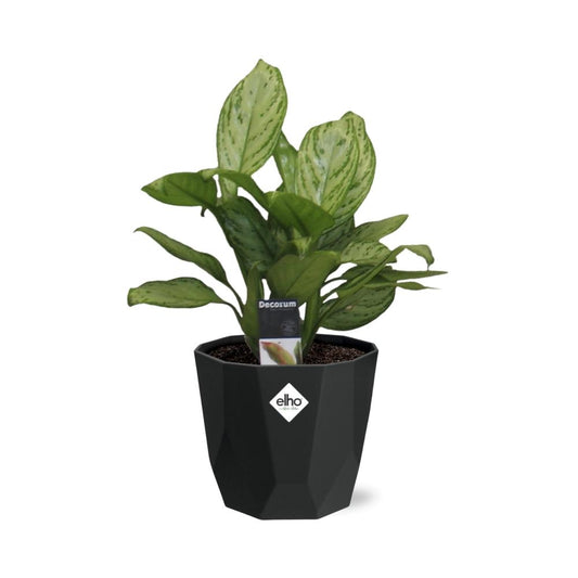 Aglaonema Christina – pflegeleichte Zimmerpflanze 14cm