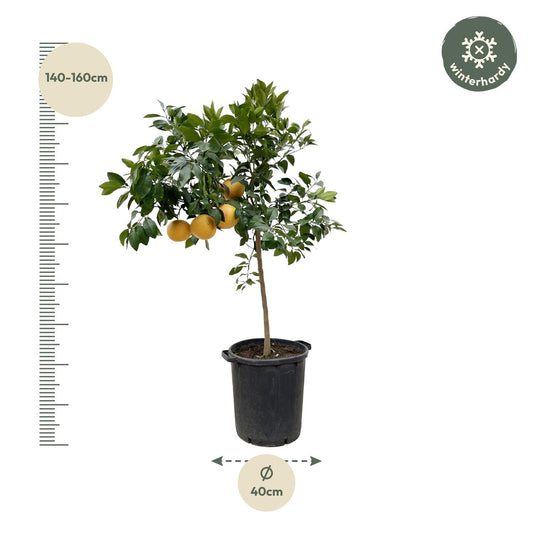 Citrus Pompelmo - 150 cm - Pflegeleichter Zitrusbaum