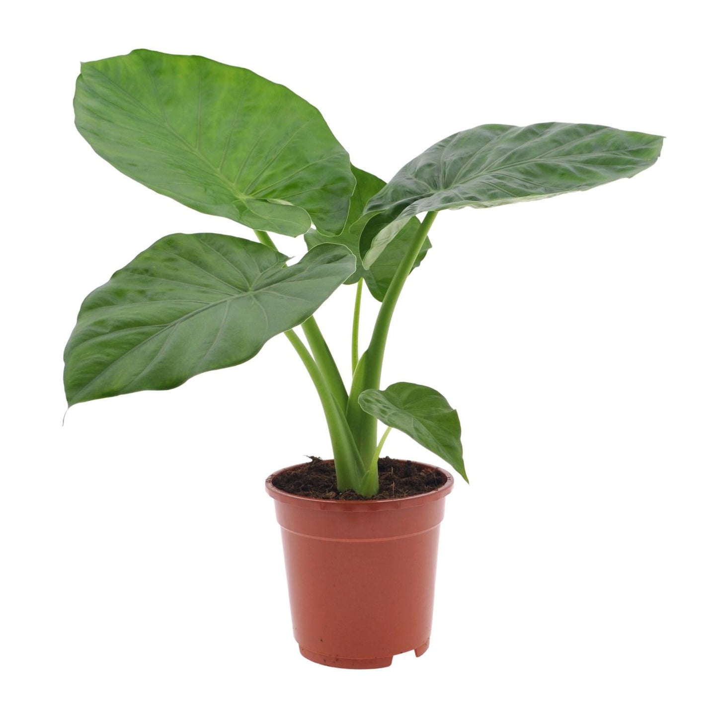 Alocasia Macrorrhiza – Elegante Elefantenohr-Pflanze Ø17cm