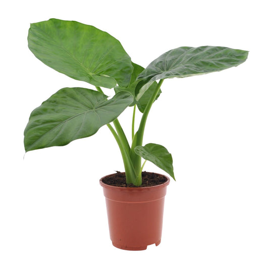 Alocasia Macrorrhiza – Elegante Elefantenohr-Pflanze Ø17cm