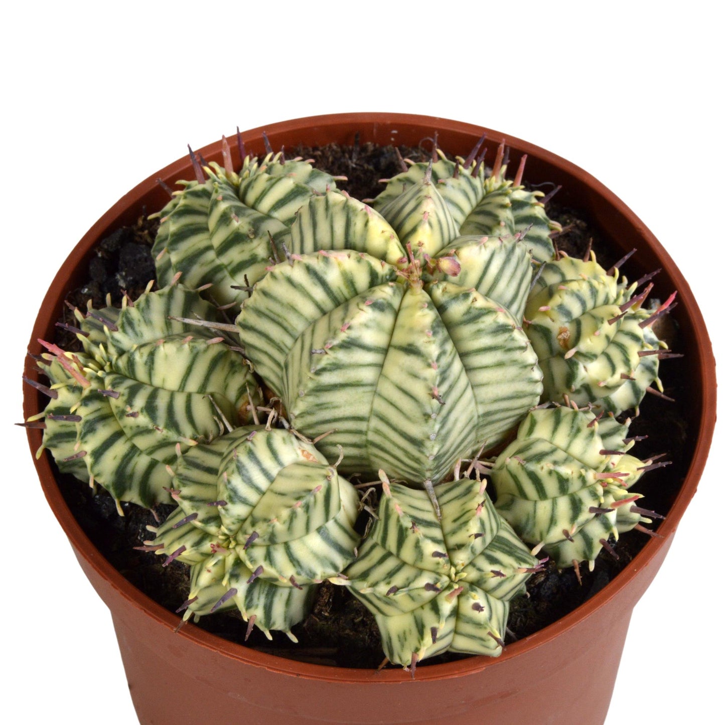 Euphorbia meloformis variegata – pflegeleichte Sukkulente im 10,5 cm Topf