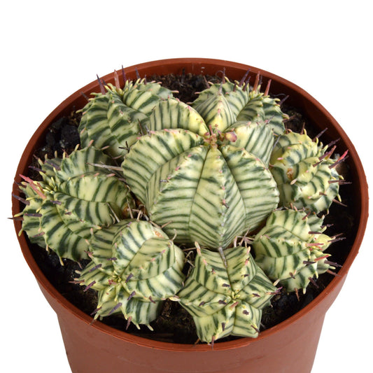 Euphorbia meloformis variegata – pflegeleichte Sukkulente im 10,5 cm Topf