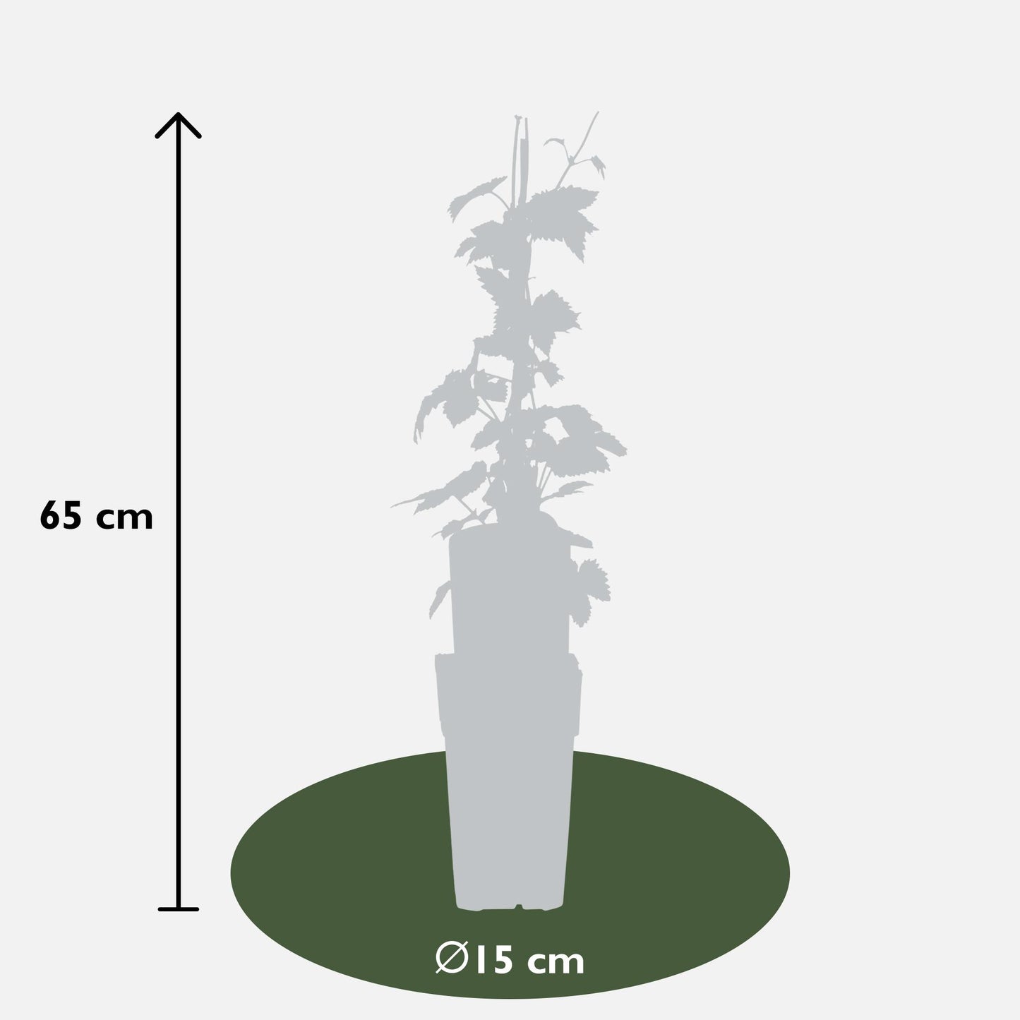 Humulus lupulus 'Nordbrau' – Hopfenpflanze Ø15cm, ca. 65cm hoch