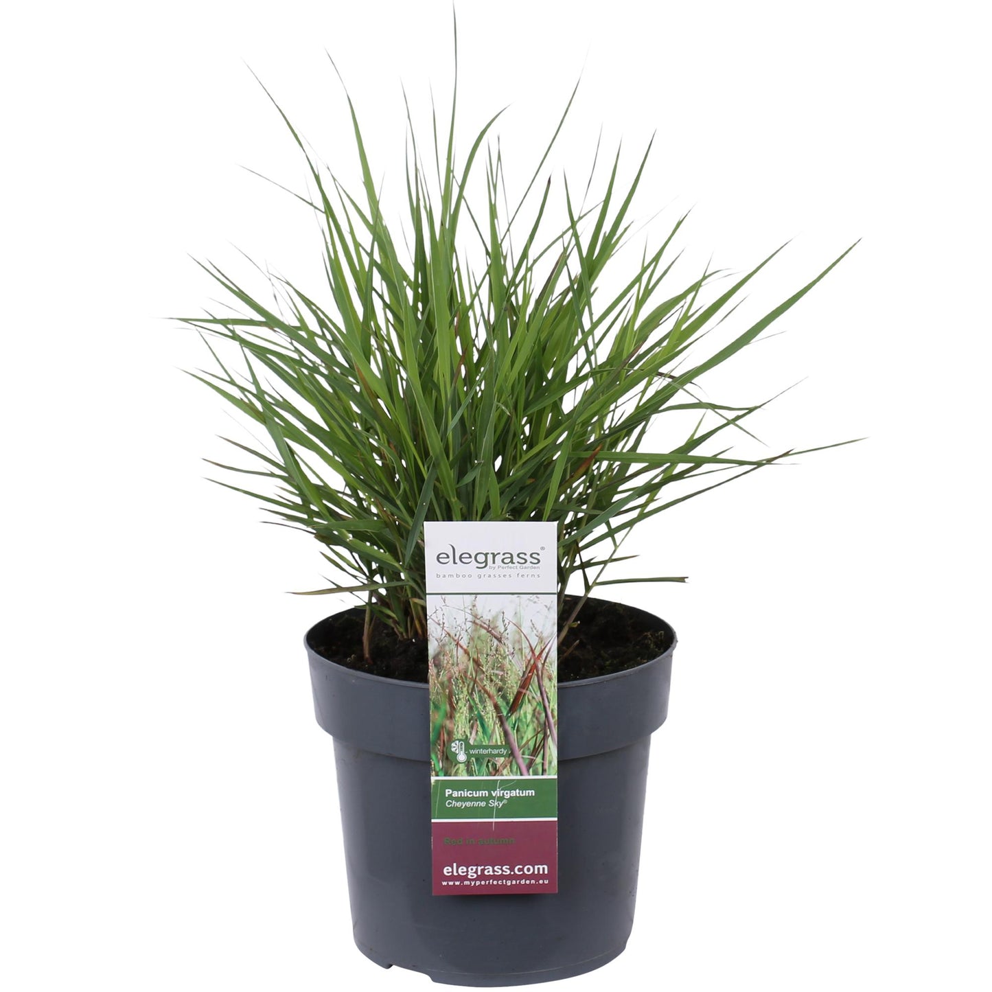 Panicum virgatum Cheyenne Sky – Stilvolles Ziergras Ø23cm