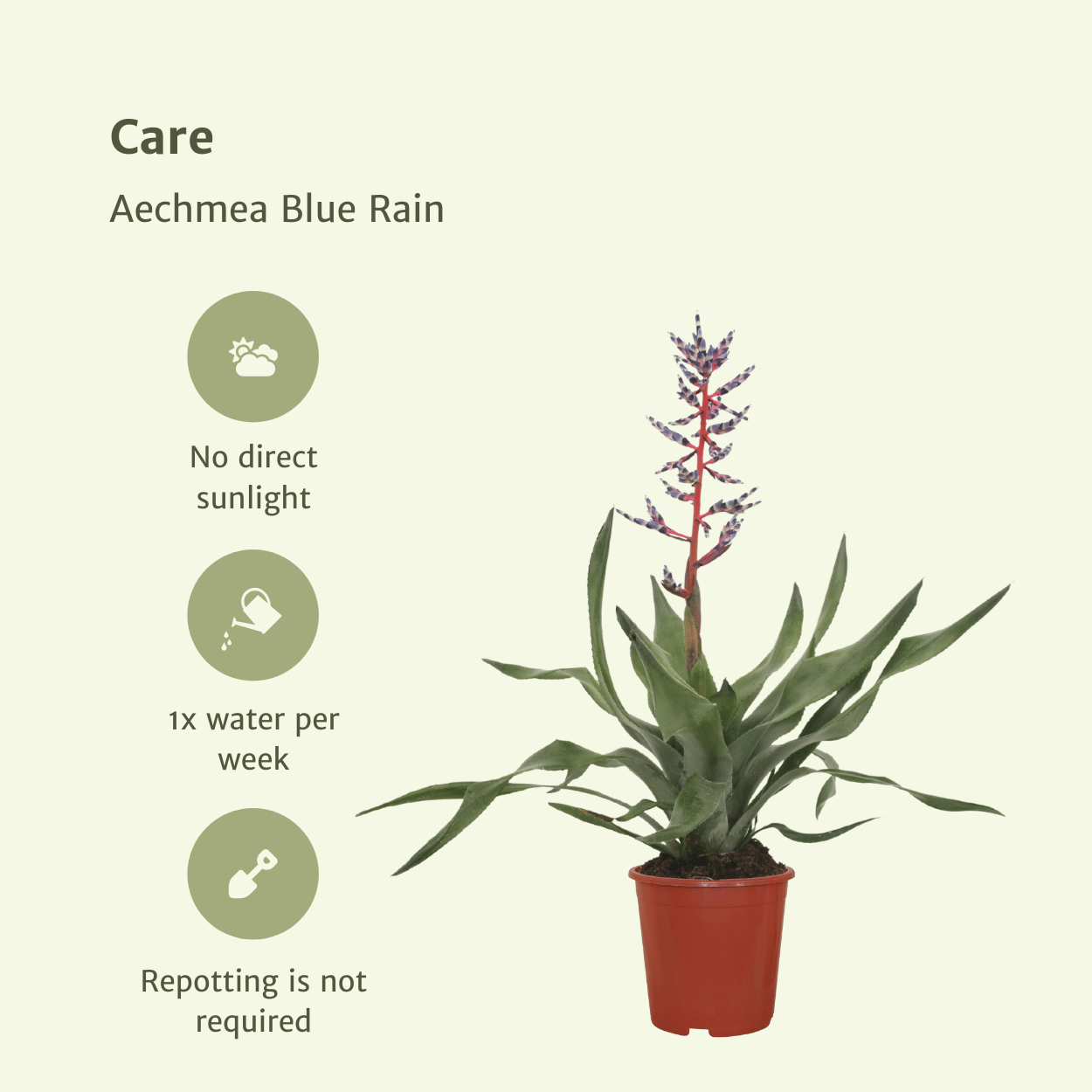 2x Aechmea Blue Rain – Tropische Bromelie 45cm
