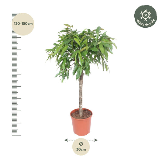 Ficus Amstel King – Elegante XXL Zimmerpflanze 130 cm