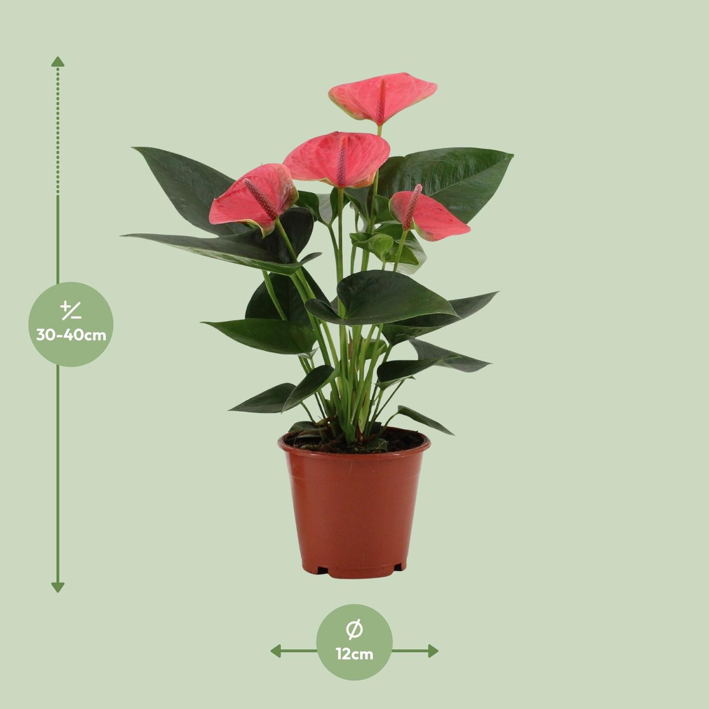 Anthurium Sweet Dream – Pflegeleichte Flamingoblume Ø12cm