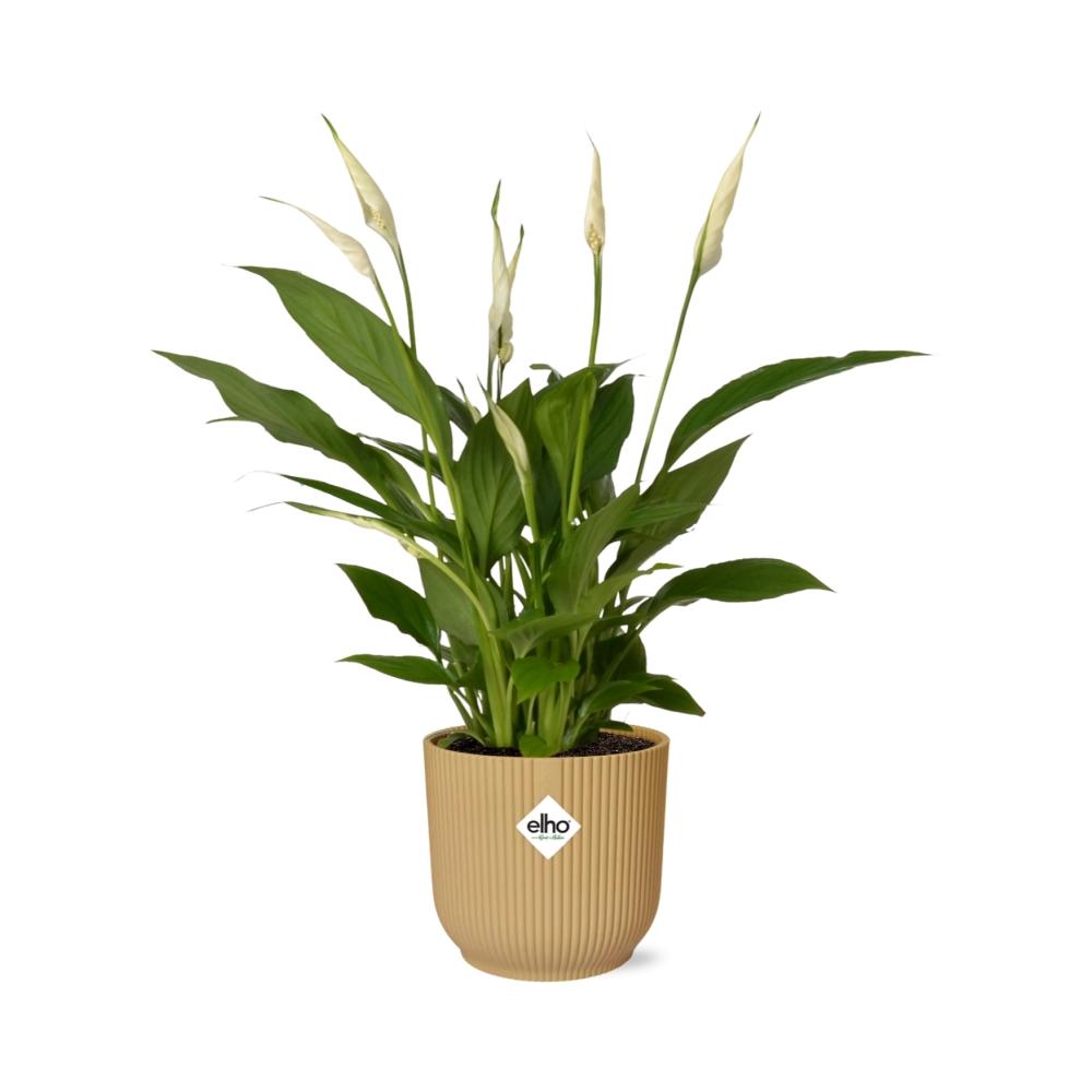Spathiphyllum Torelli 12 cm im ELHO Vibes Fold Topf Gelb
