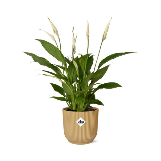 Spathiphyllum Torelli 12 cm im ELHO Vibes Fold Topf Gelb