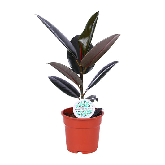 Ficus Elastica Abidjan – Pflegeleichter Gummibaum Ø17cm