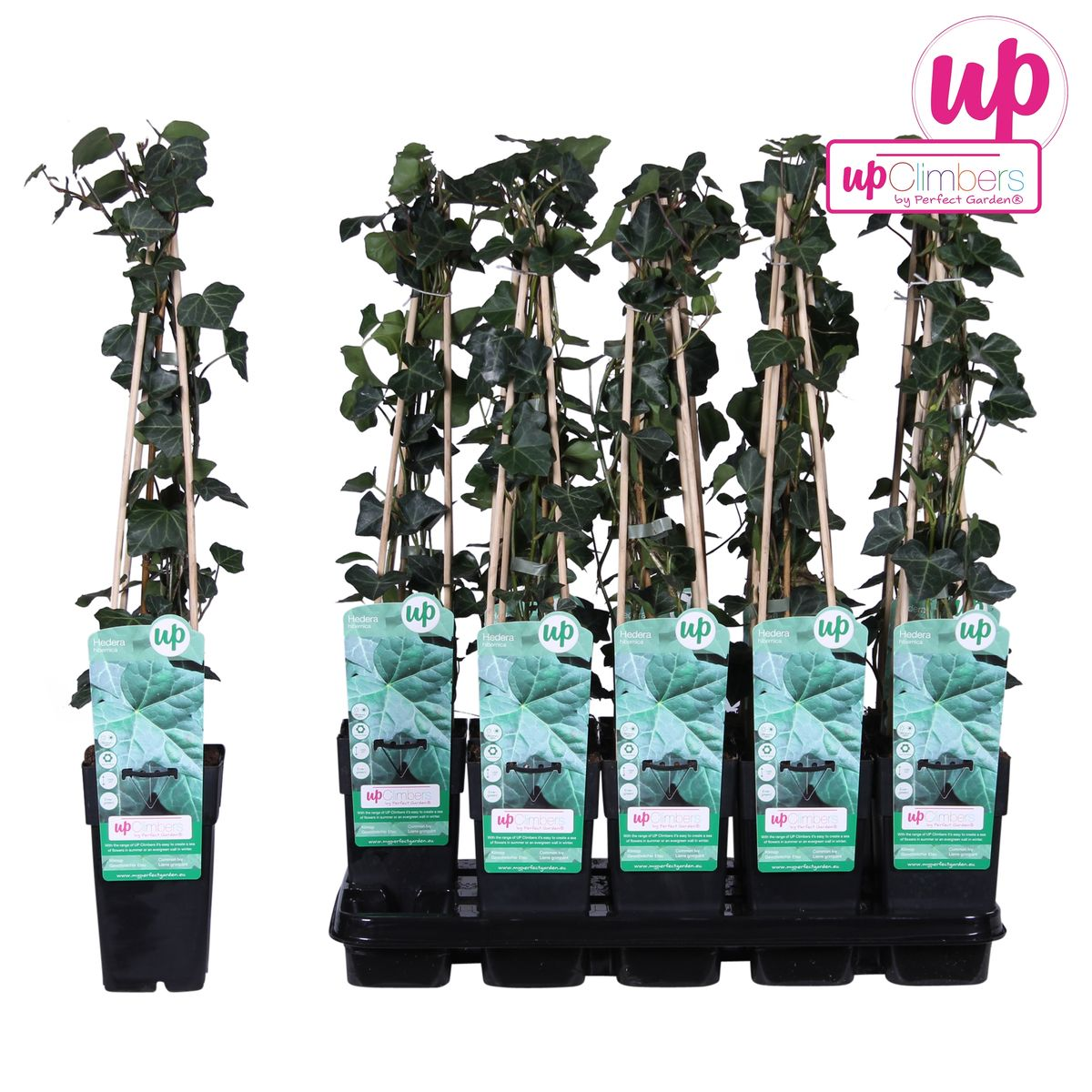 Hedera hibernica – Pflegeleichter, immergrüner Efeu Ø15cm
