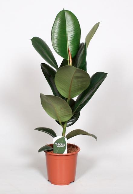 Ficus Elastica Robusta – Robuster Gummibaum Ø17cm
