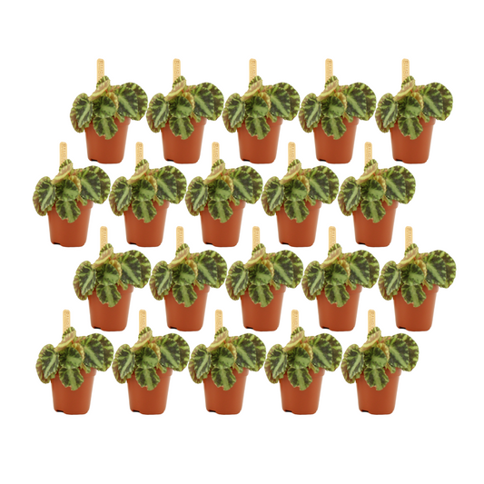Begonia Cleopatrae Set – 20 pflegeleichte Zimmerpflanzen Ø5,5cm