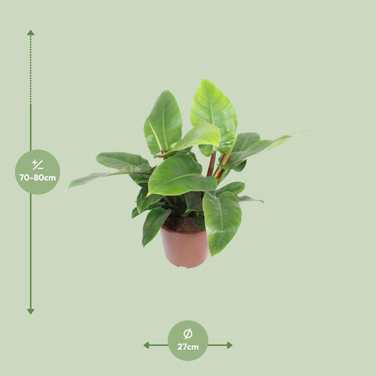 Philodendron Imperial Green – pflegeleichte XXL-Zimmerpflanze Ø27cm