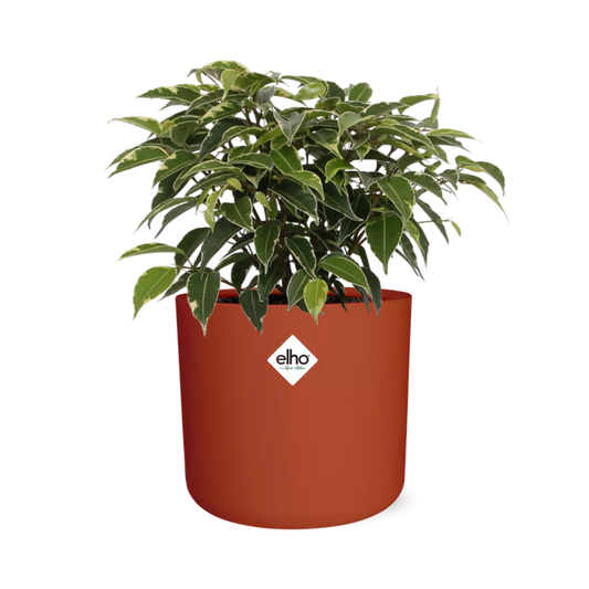Ficus Benjamina Kinky im ELHO b.for soft rond 14cm Topf brique