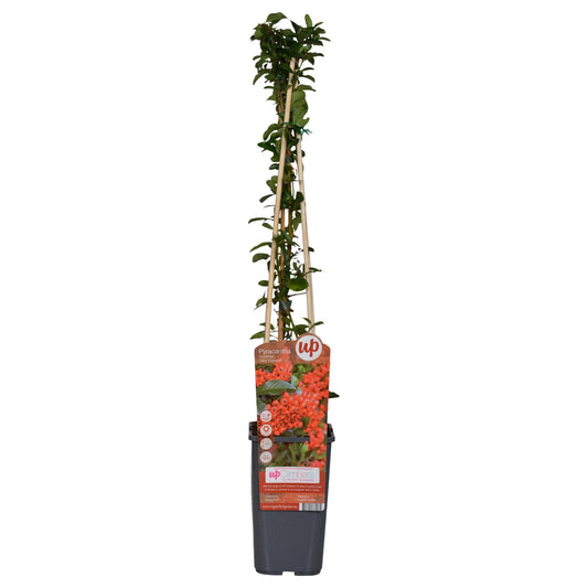 4x Pyracantha coccinea 'Red Column' - 65 cm - Ø 15 cm