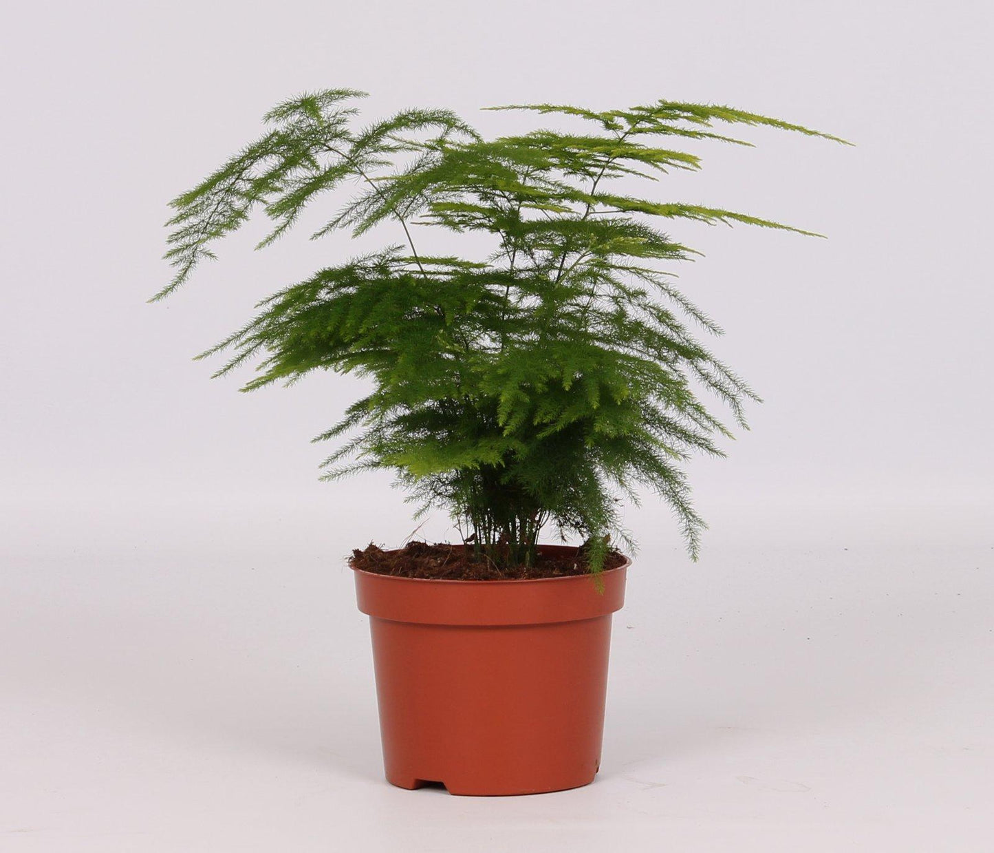 Asparagus Setaceus - pflegeleichte Sierasperge Ø12cm