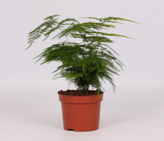 Asparagus Setaceus - pflegeleichte Sierasperge Ø12cm