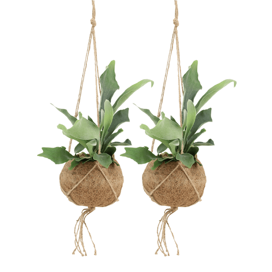 2x Kokodama Platycerium Hang – Hirschhornfarn 35cm