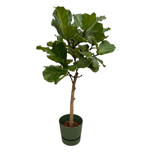 Ficus Lyrata Geigenfeige im Elho Greenville Round Topf – 160 cm