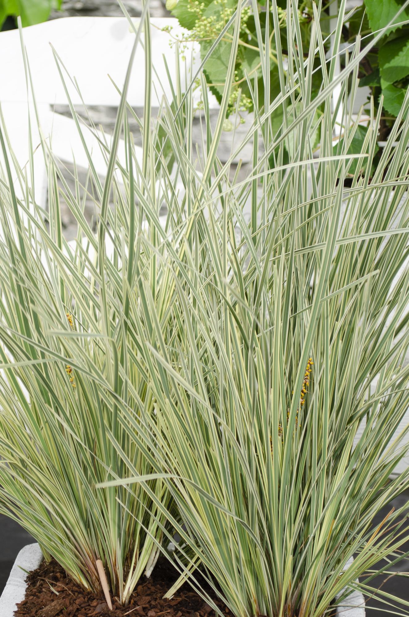 Lomandra longifolia 'White Sands' – pflegeleichte Terrassenpflanze Ø19cm