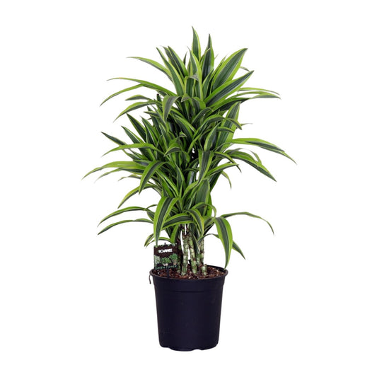 Dracaena Fragrans Lemon Lime – Pflegeleichter Drachenbaum Ø24cm
