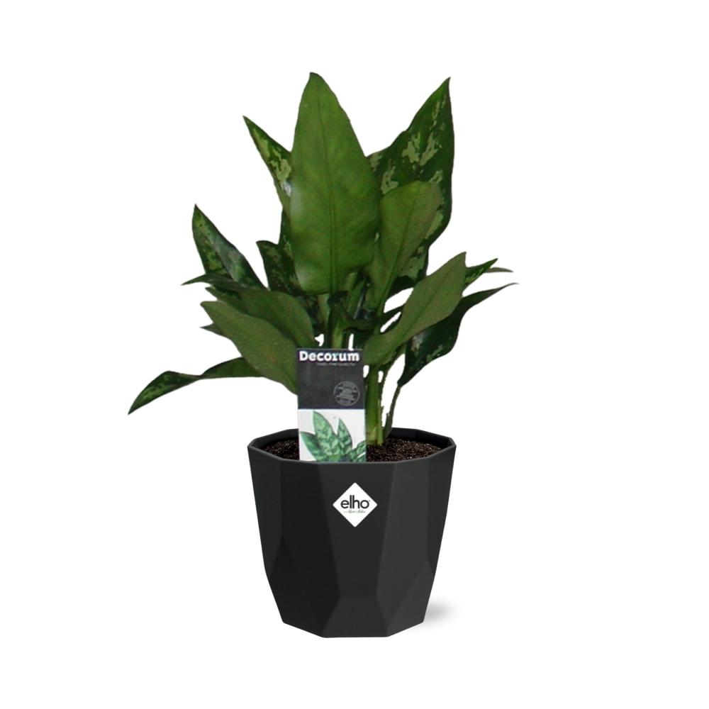 Aglaonema Maria – Pflegeleichte Zimmerpflanze im schwarzen Topf