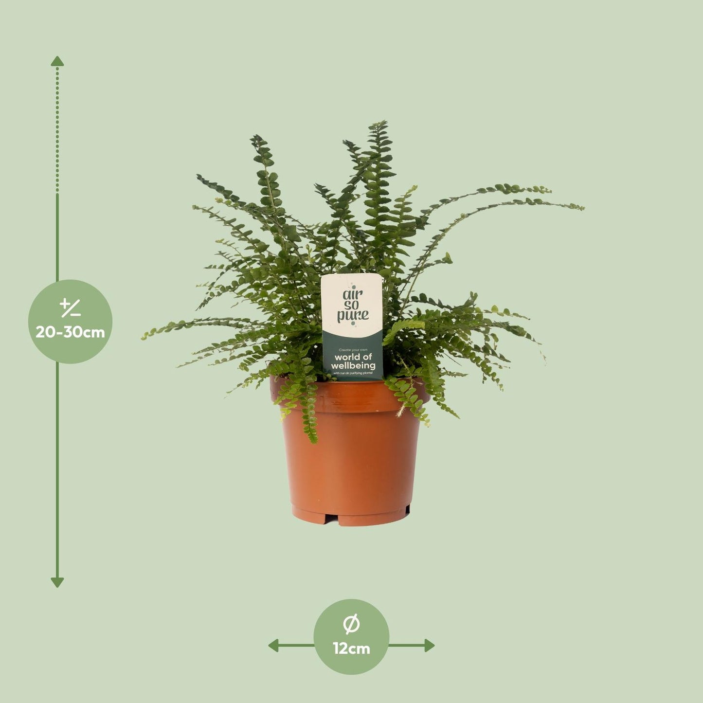 Nephrolepis Duffii Boston-Farn Ø12cm – Pflegeleicht & Luftreinigend