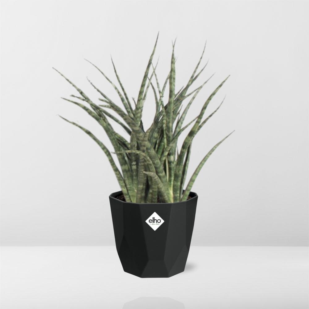 Sansevieria Fernwood Punk – Pflegeleichte Schwiegermutterzunge 14cm