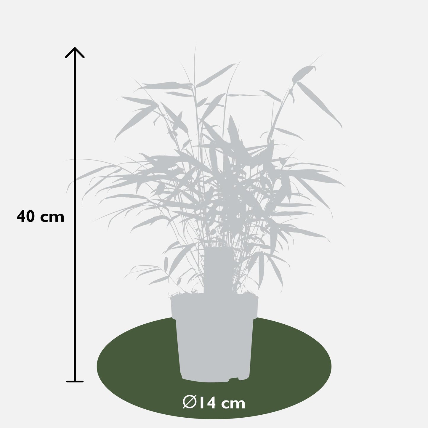 Fargesia robusta 'Pingwu' – Pflegeleichter Bambus Ø14cm, 40cm Höhe
