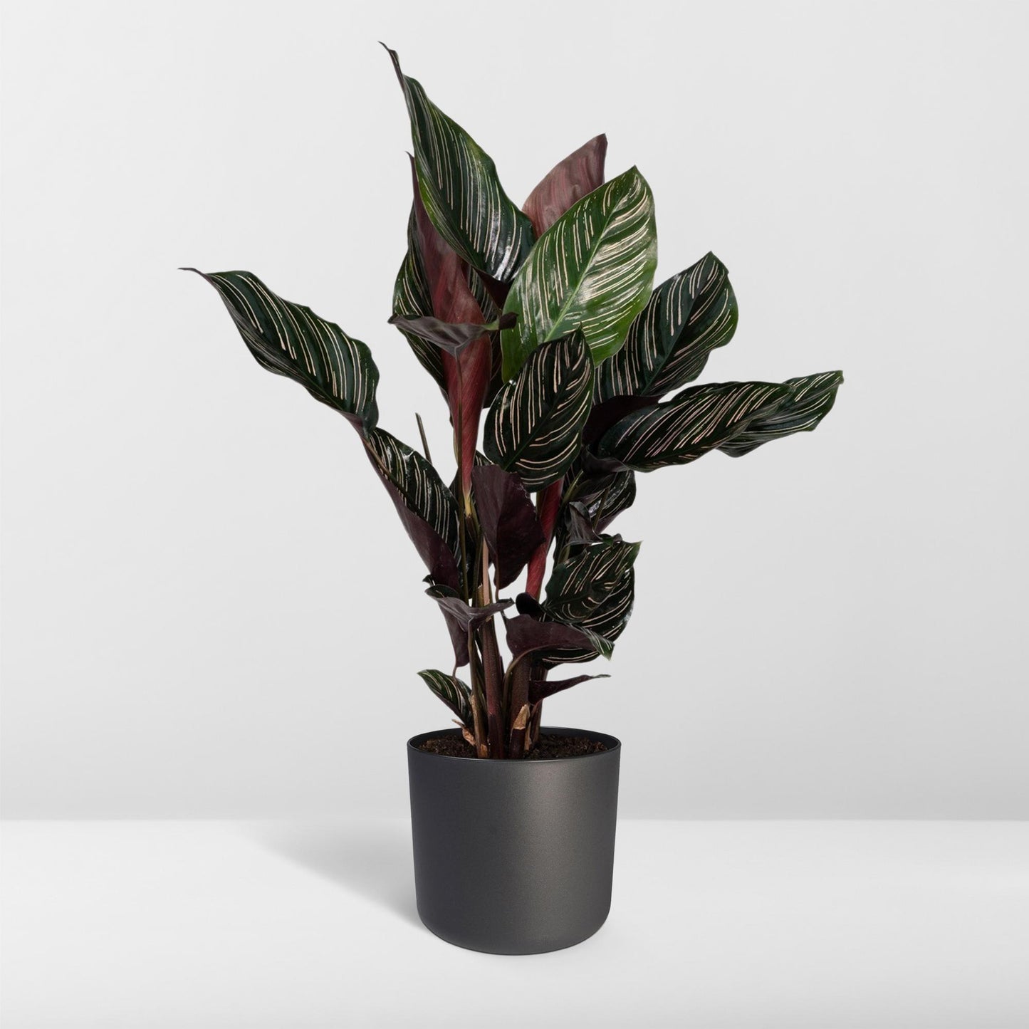Calathea Ornata – Pflegeleichte Blattpflanze Ø14cm