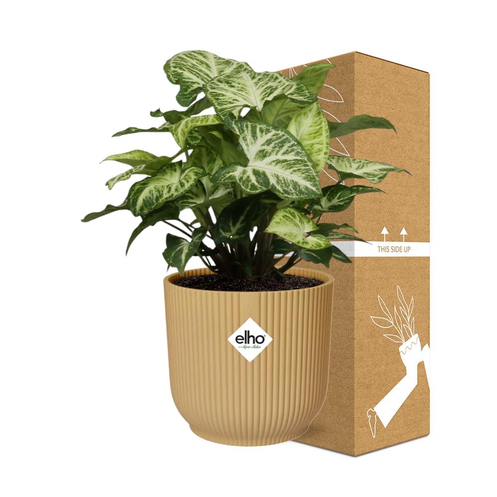 Syngonium Arrow im ELHO Vibes Fold Topf 14cm Gelb