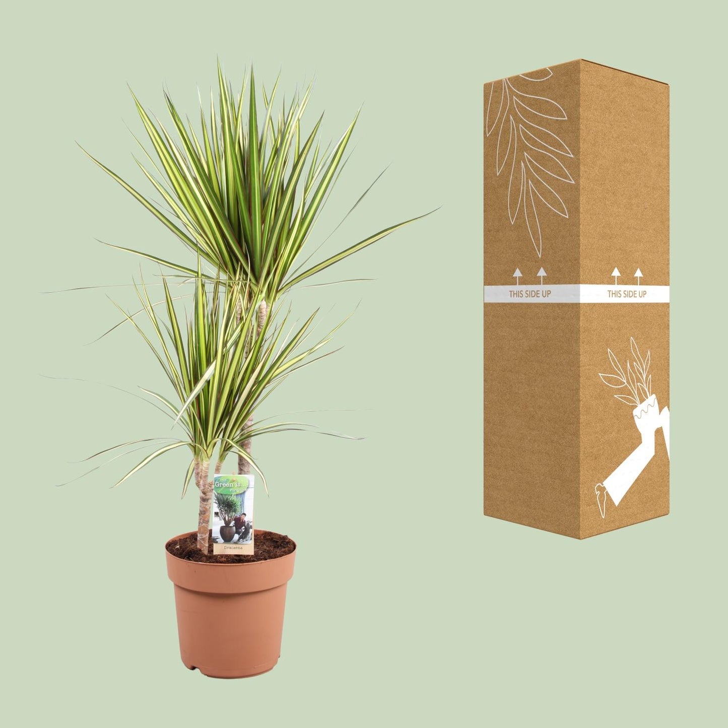 Dracaena Marginata Sunray – Pflegeleichter Drachenbaum Ø21cm, 80cm hoch