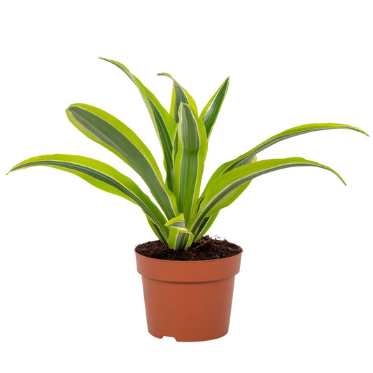 Dracaena Lemon Lime – Pflegeleichter Drachenbaum Ø12cm