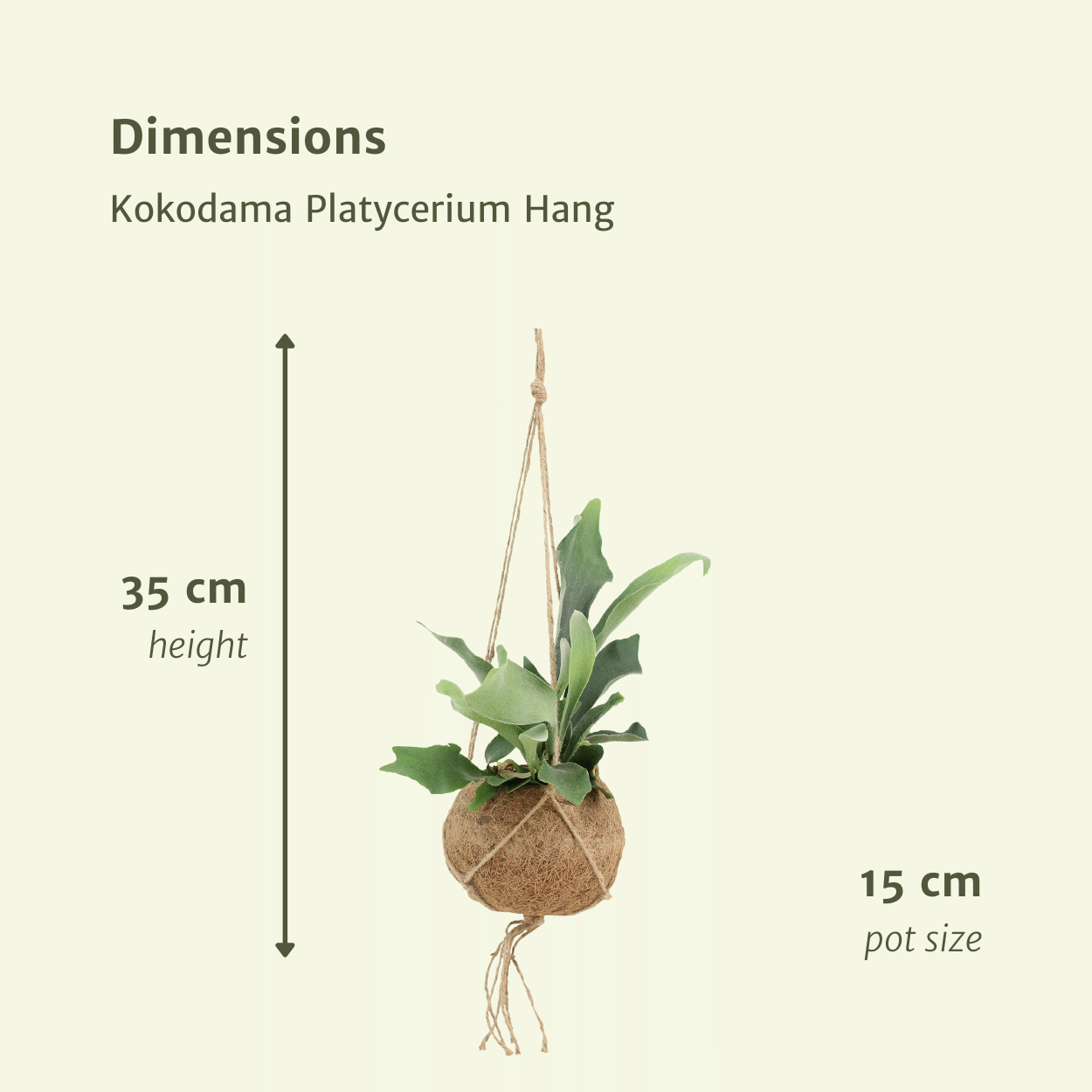 2x Kokodama Platycerium Hang – Hirschhornfarn 35cm