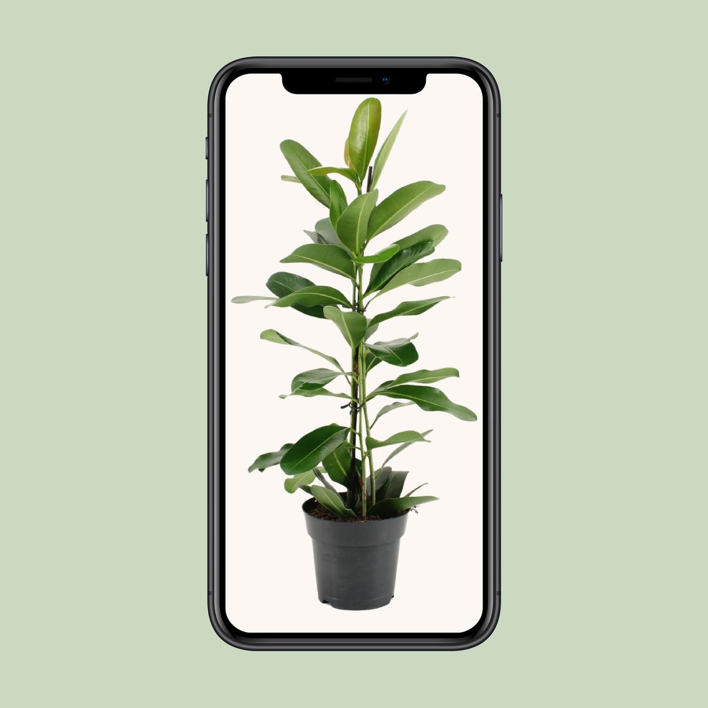 Ficus Microcarpa Smile® – Pflegeleichter Zimmerbaum Ø17cm