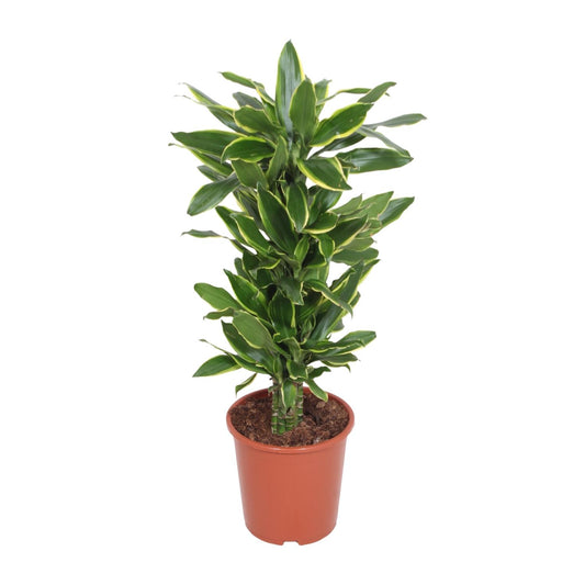 Dracaena Golden Coast – Eleganter Drachenbaum Ø27cm, 110cm hoch