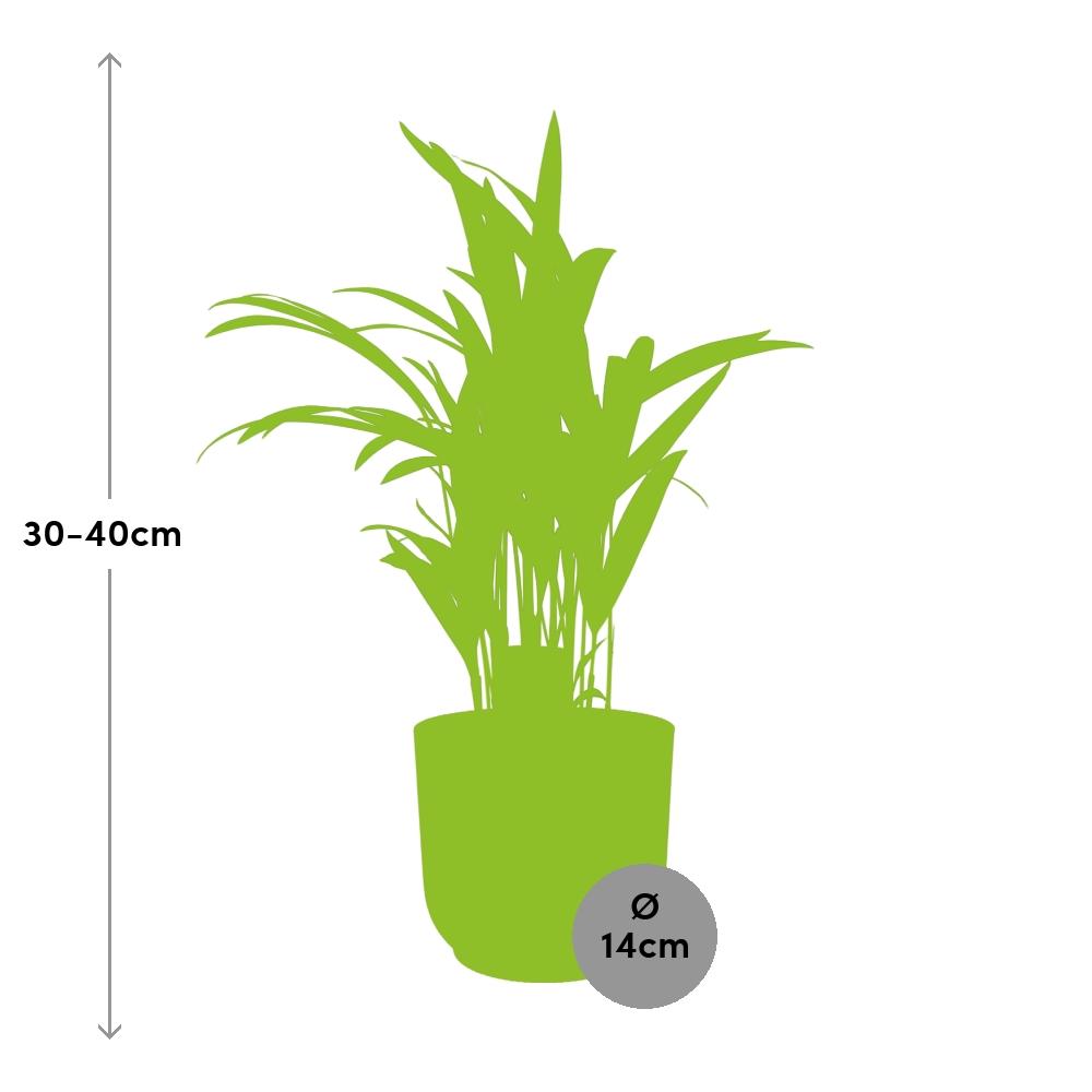 Dypsis Lutescens (Bambuspalme) 12cm in ELHO Vibes Fold 14cm roze