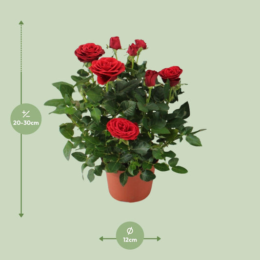 Rosa Red - Pflegeleichte Topfrose Ø12cm, 29cm hoch