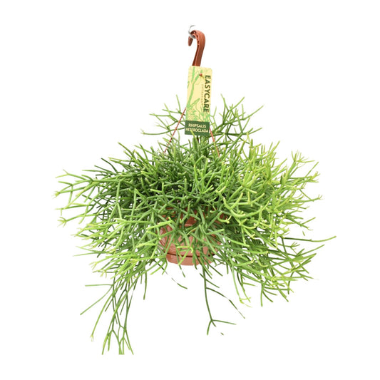 Rhipsalis Heteroclada – Pflegeleichte Hängepflanze Ø17 cm